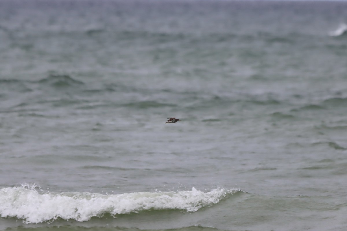 Spotted Sandpiper - ML620200628