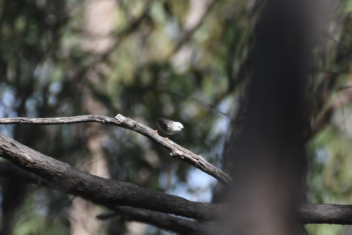 オーストラリアゴジュウカラ（leucocephala） - ML620200629