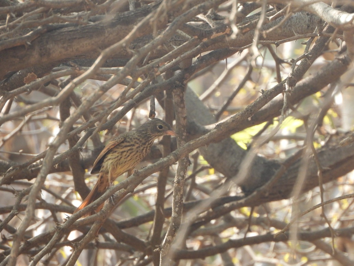 Crested Bunting - ML620200640