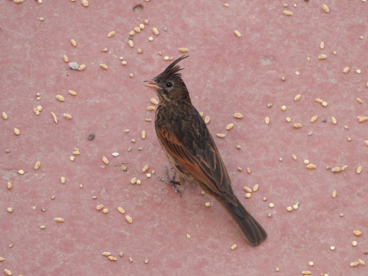 Crested Bunting - ML620200641