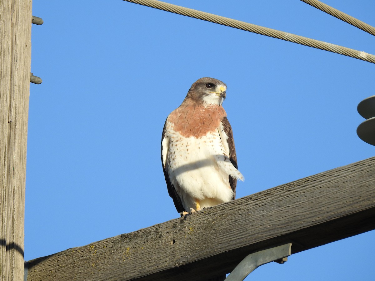 Swainson's Hawk - The Birdman