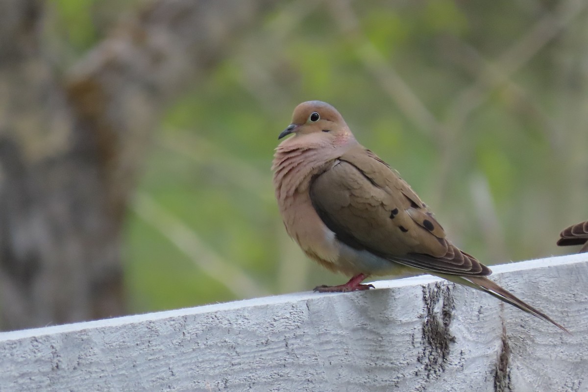 Mourning Dove - Shane Dollman