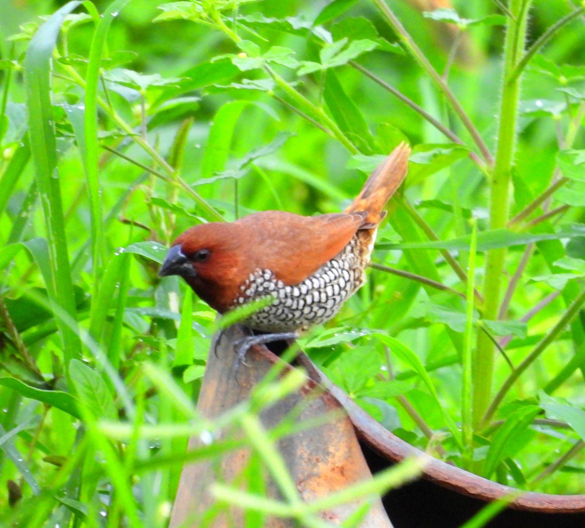 Scaly-breasted Munia - ML620200652