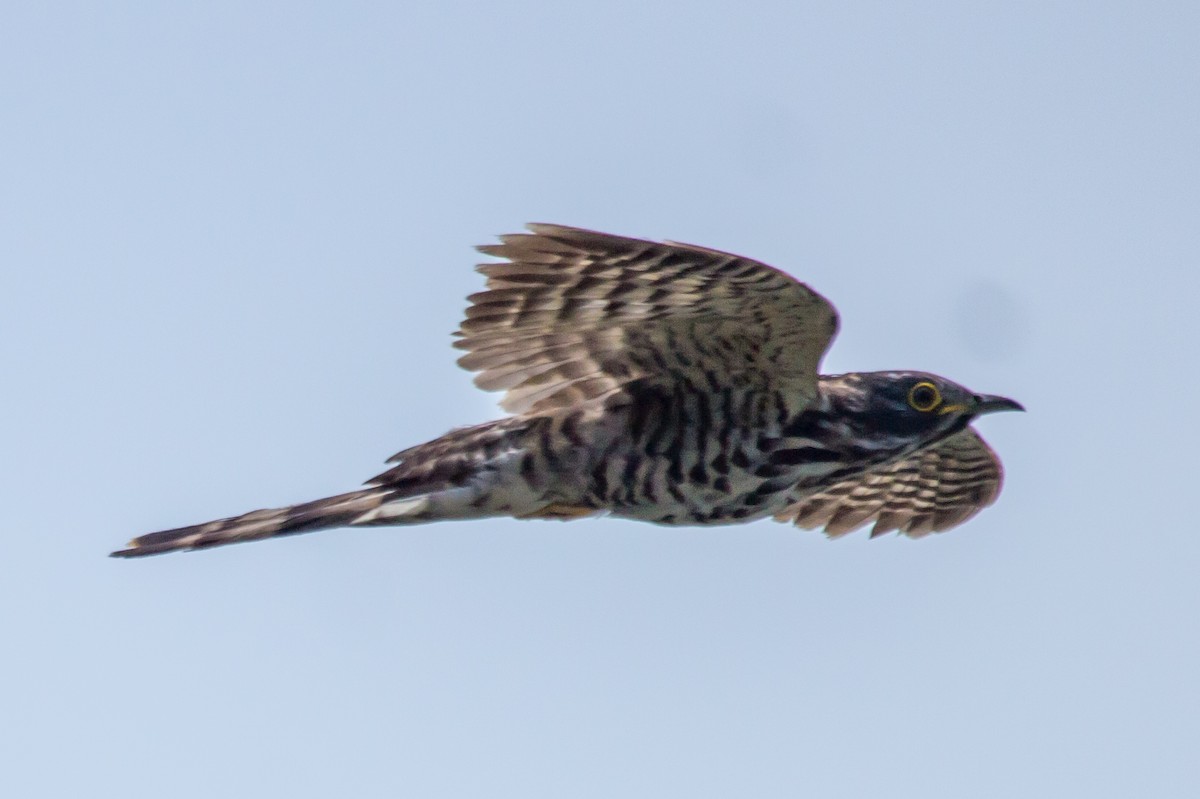 Large Hawk-Cuckoo - ML620200662