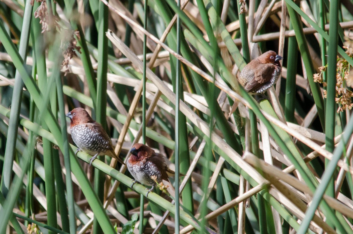 Scaly-breasted Munia - ML620200670