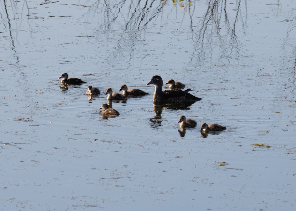 Canard branchu - ML620200677