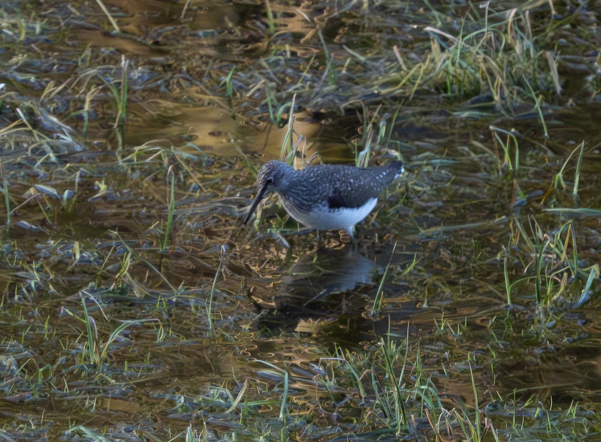 Green Sandpiper - ML620200682