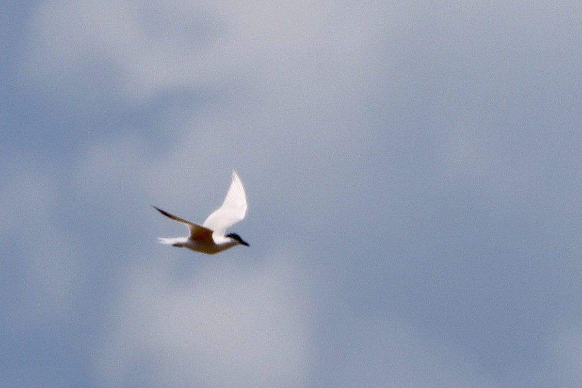 Gull-billed Tern - ML620200685