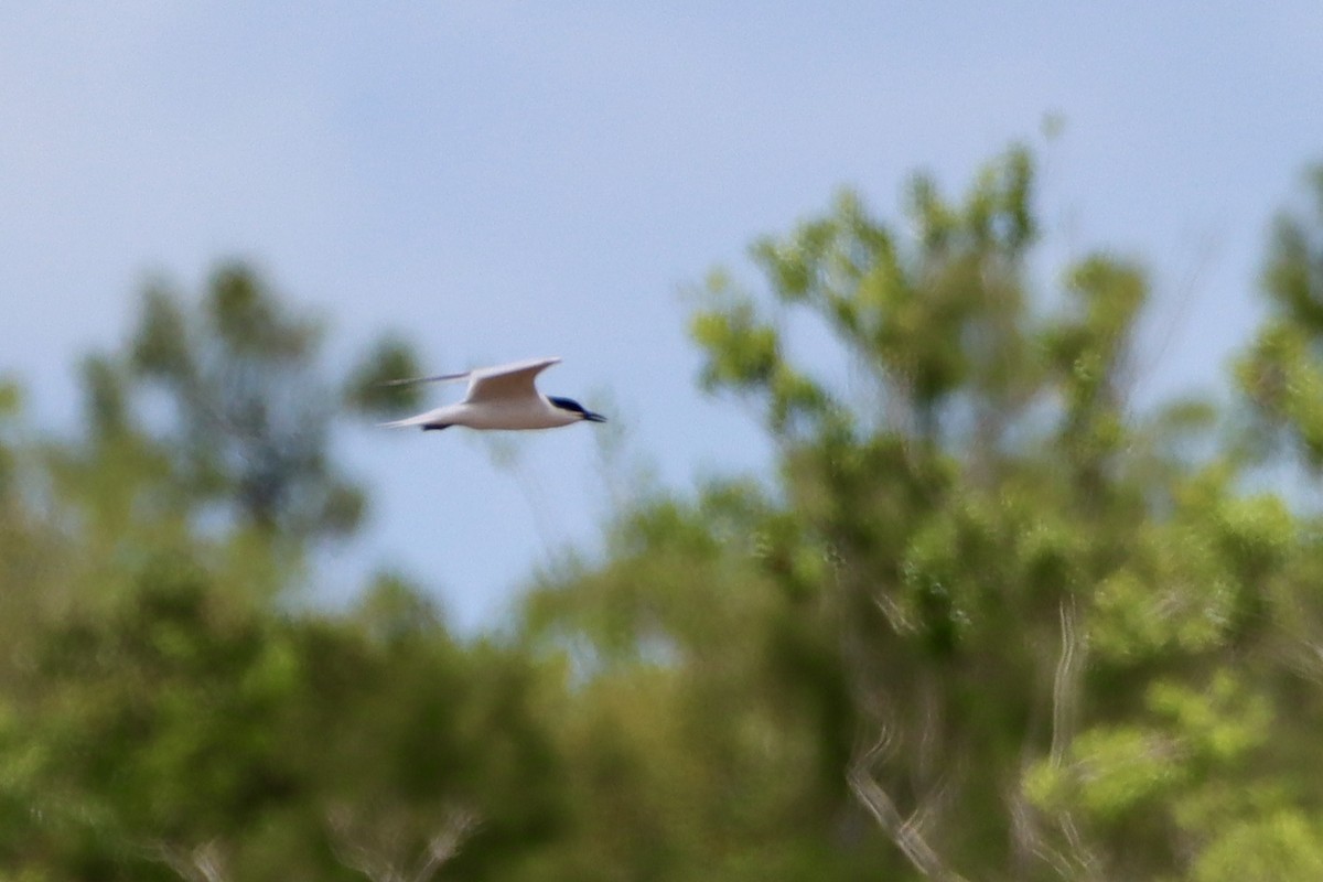 Gull-billed Tern - ML620200686