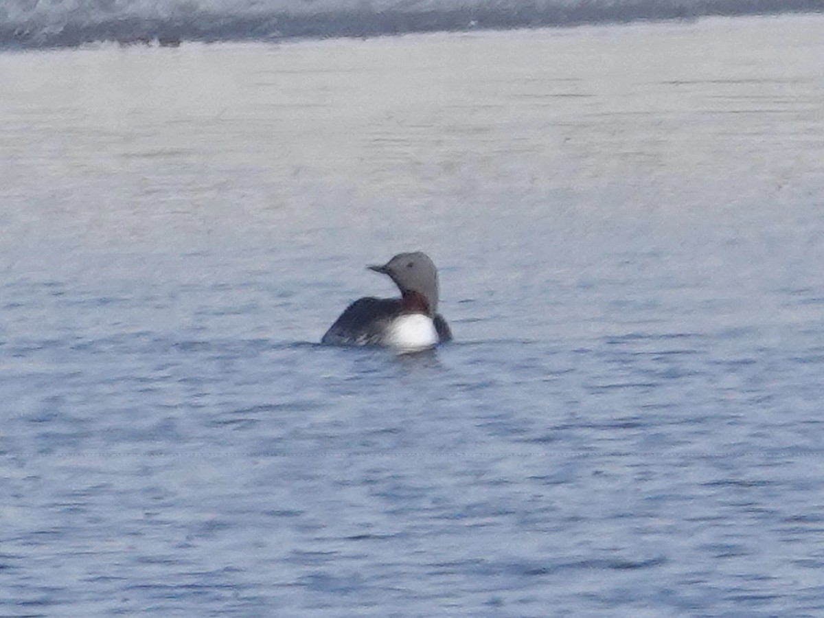 Red-throated Loon - ML620200688