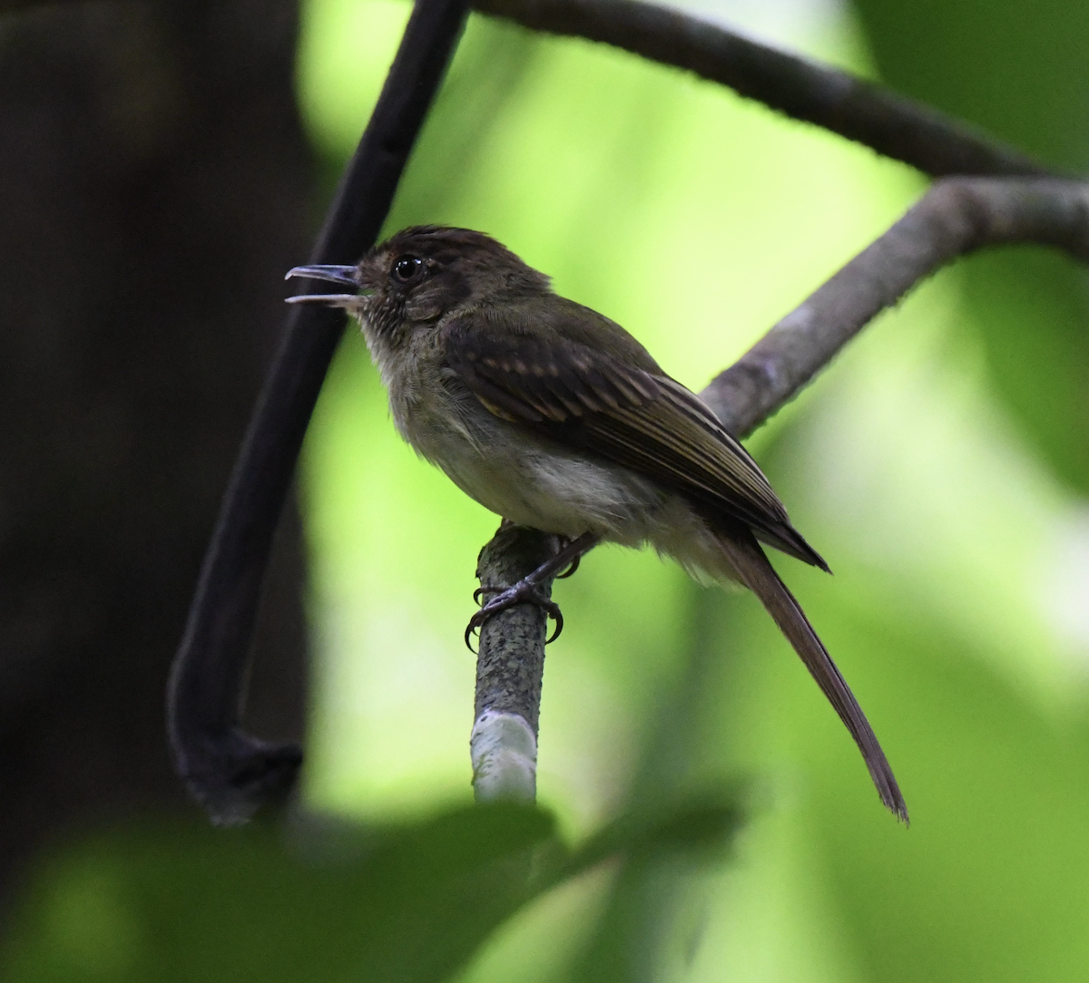 Sepia-capped Flycatcher - ML620200692