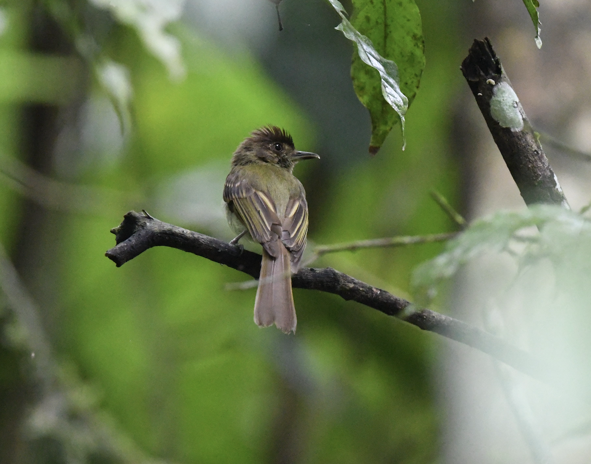 Sepia-capped Flycatcher - ML620200693