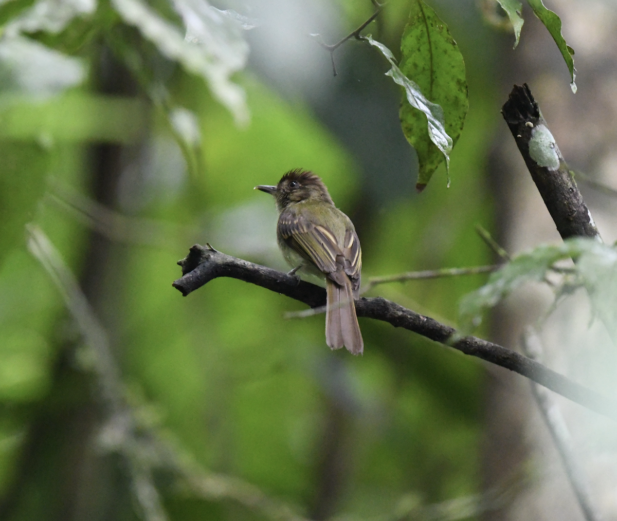 Sepia-capped Flycatcher - ML620200694