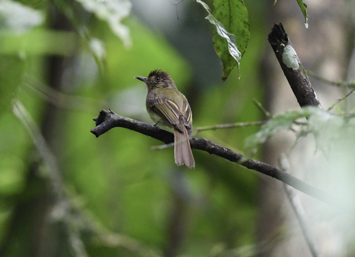 Sepia-capped Flycatcher - ML620200695