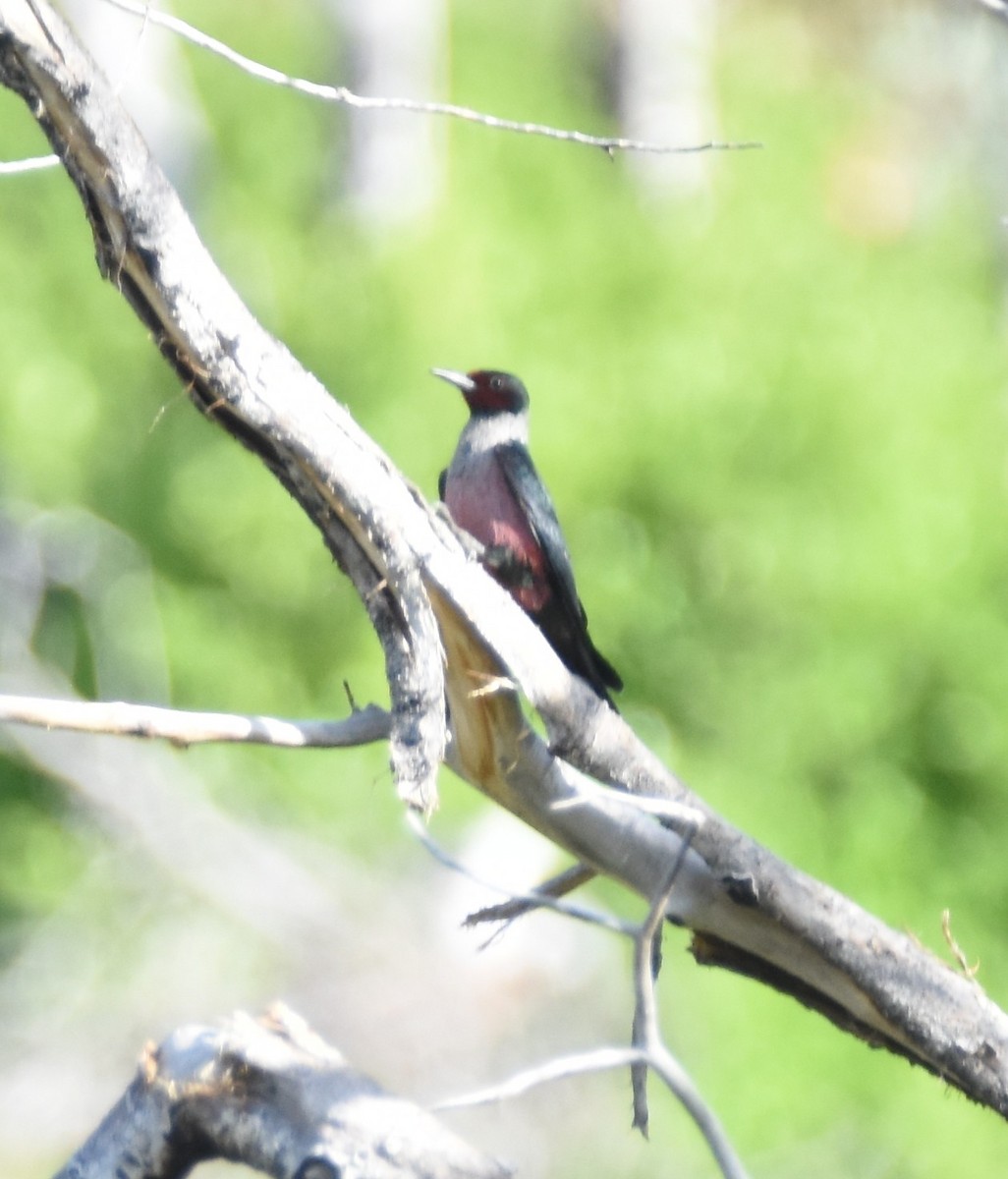 Lewis's Woodpecker - ML620200709