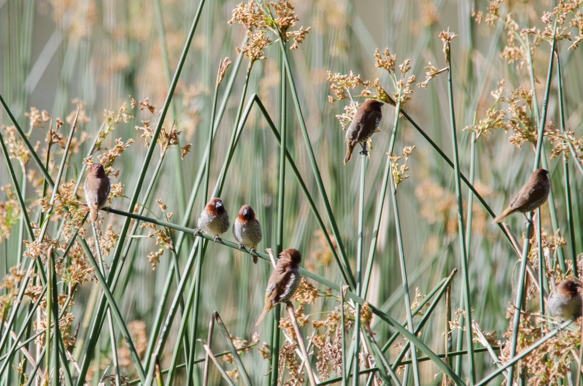 Scaly-breasted Munia - ML620200711