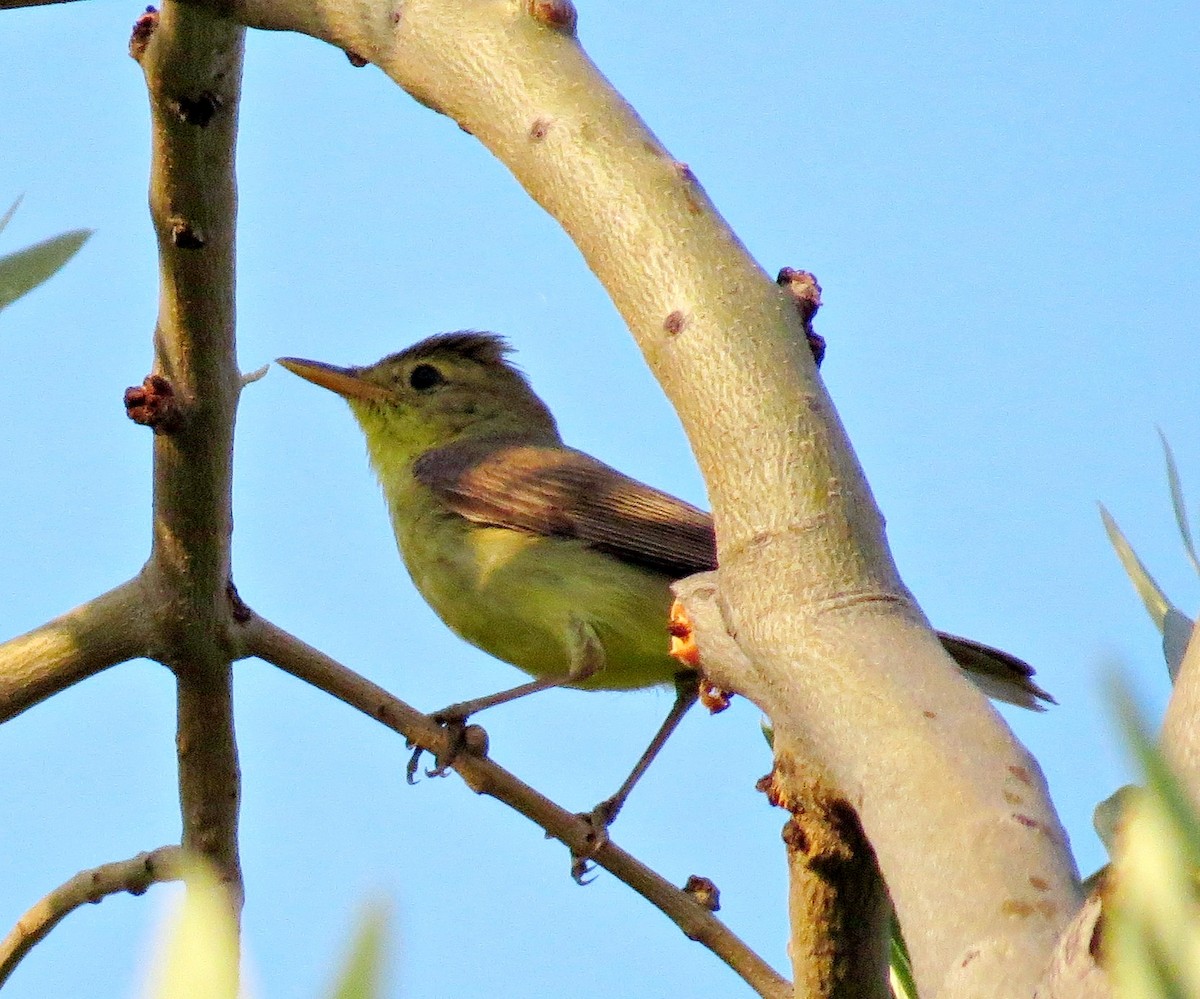 Melodious Warbler - ML620200715