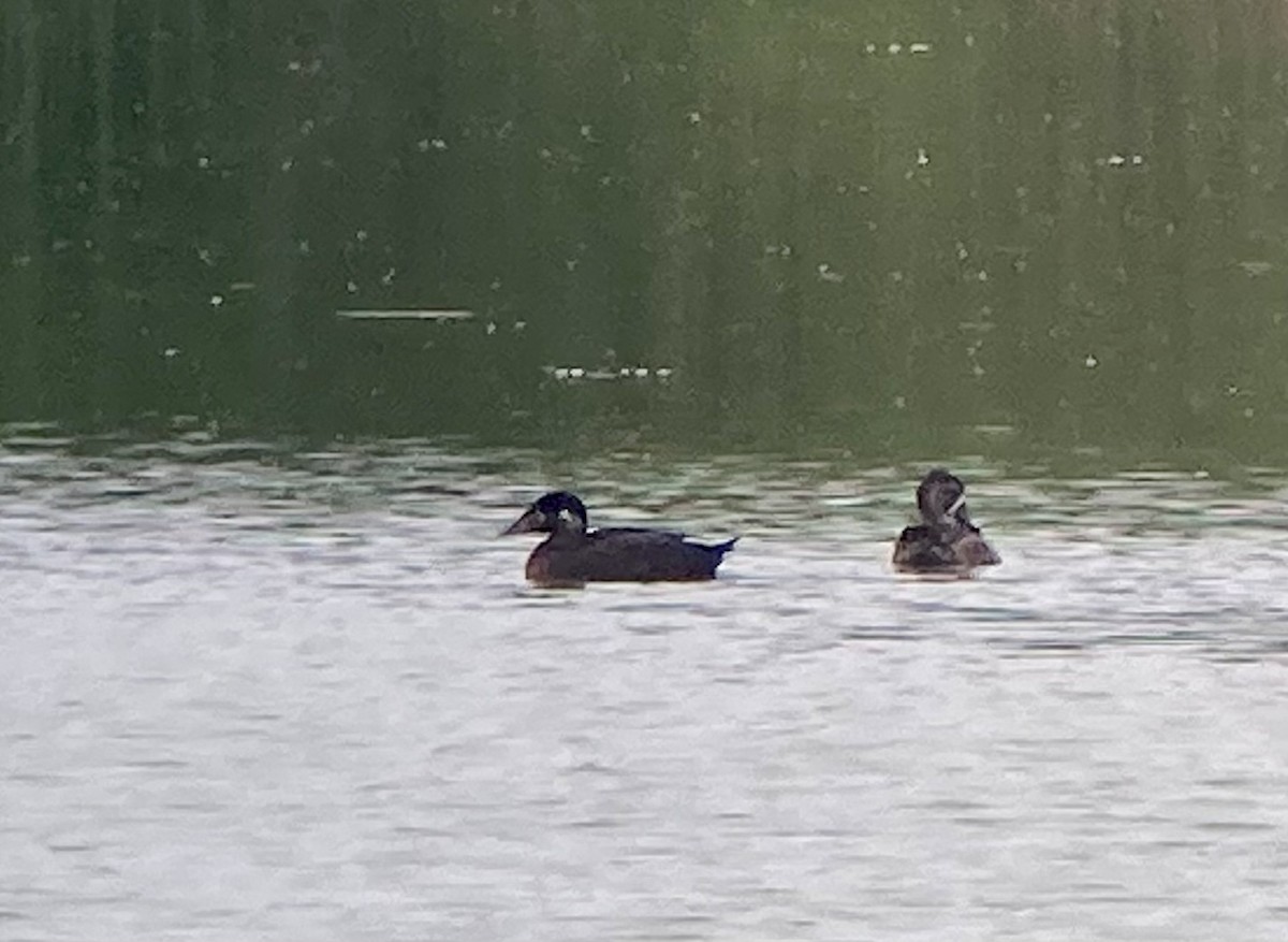 Surf Scoter - ML620200724