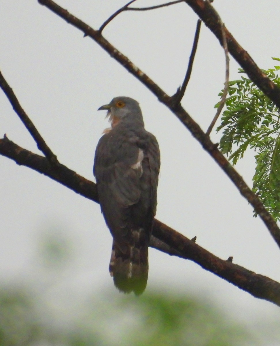 Common Hawk-Cuckoo - ML620200727