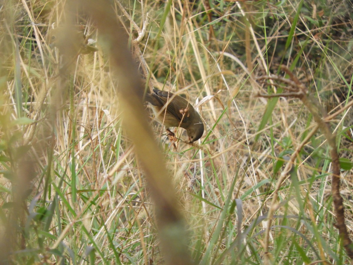 Dull-colored Grassquit - ML620200738