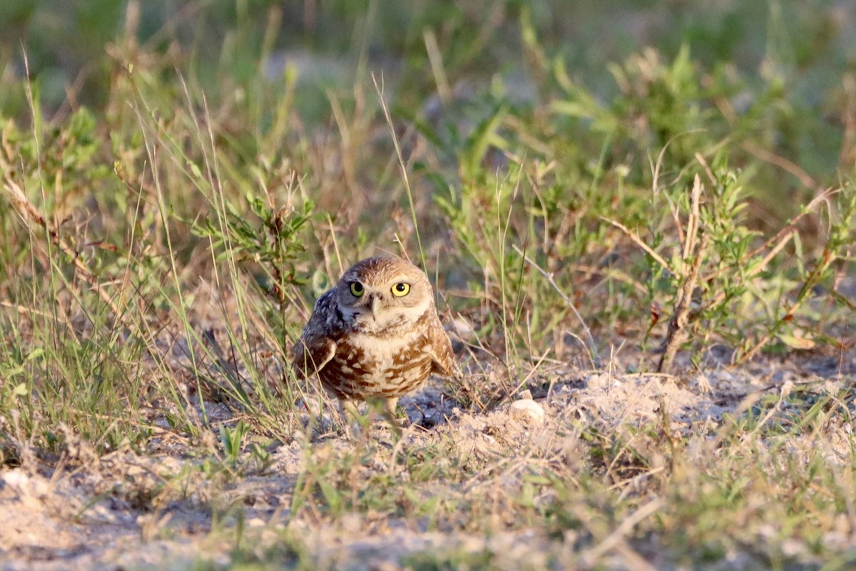 Burrowing Owl - ML620200743