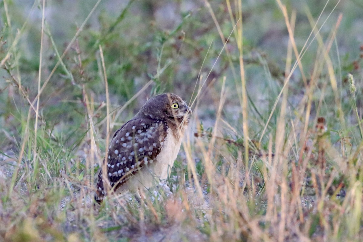 Burrowing Owl - ML620200746