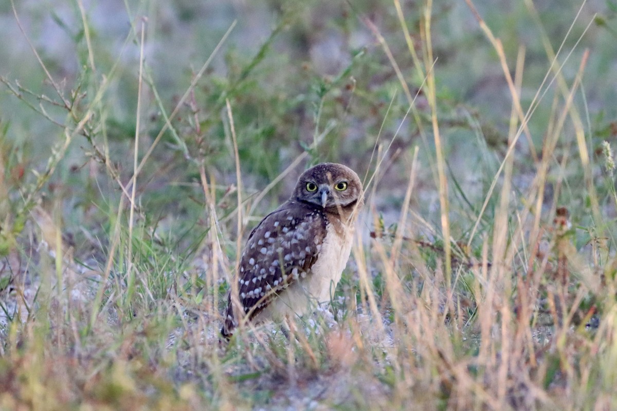 Burrowing Owl - ML620200747