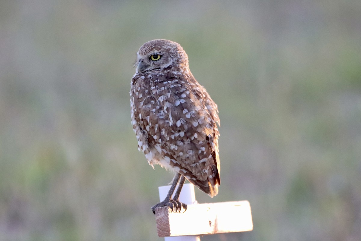 Burrowing Owl - ML620200748