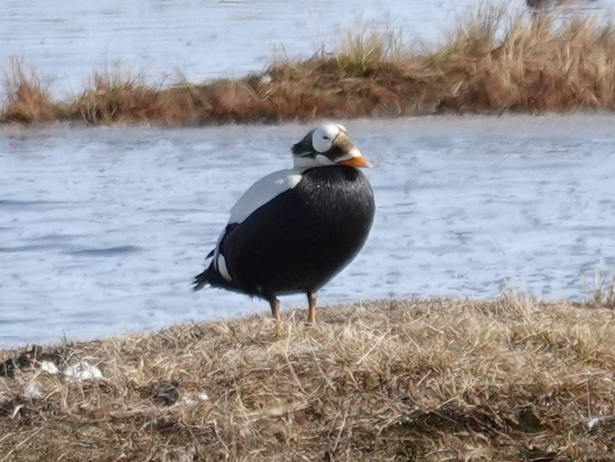 Spectacled Eider - ML620200762