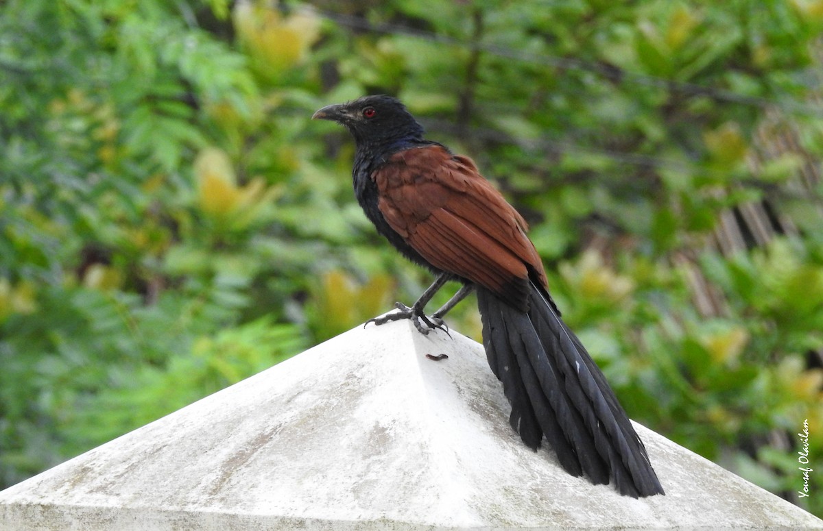 Greater Coucal - ML620200770