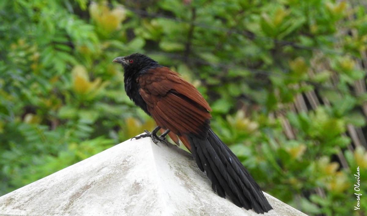 Greater Coucal - ML620200771