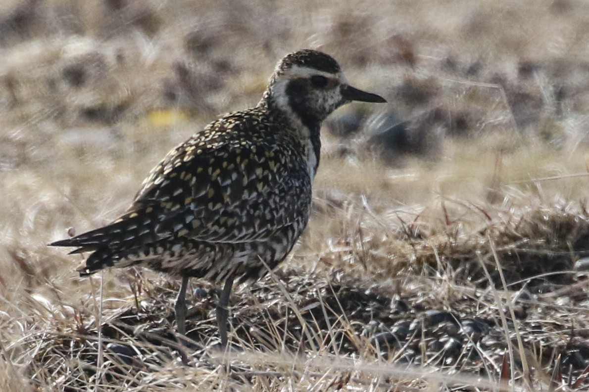 kulík pacifický - ML620200775