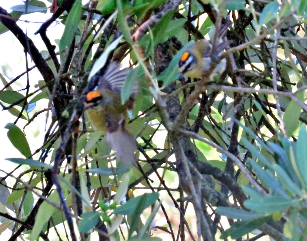 Common Firecrest - ML620200776