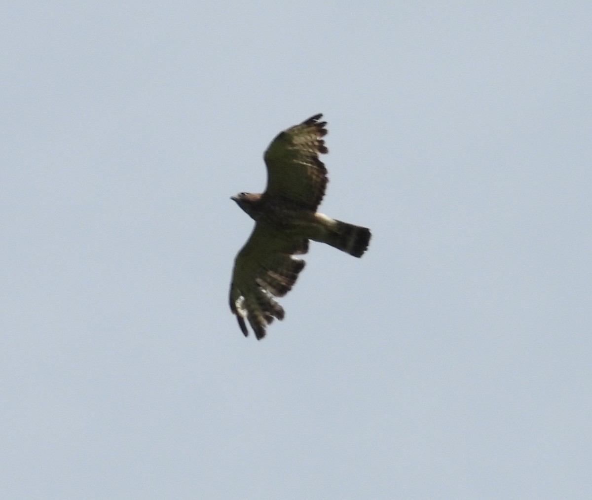 Broad-winged Hawk - ML620200786