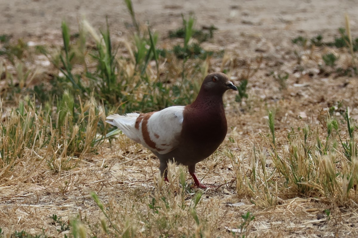 Rock Pigeon (Feral Pigeon) - ML620200788