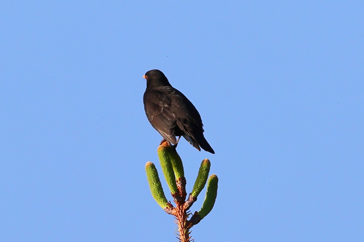 Eurasian Blackbird - ML620200789