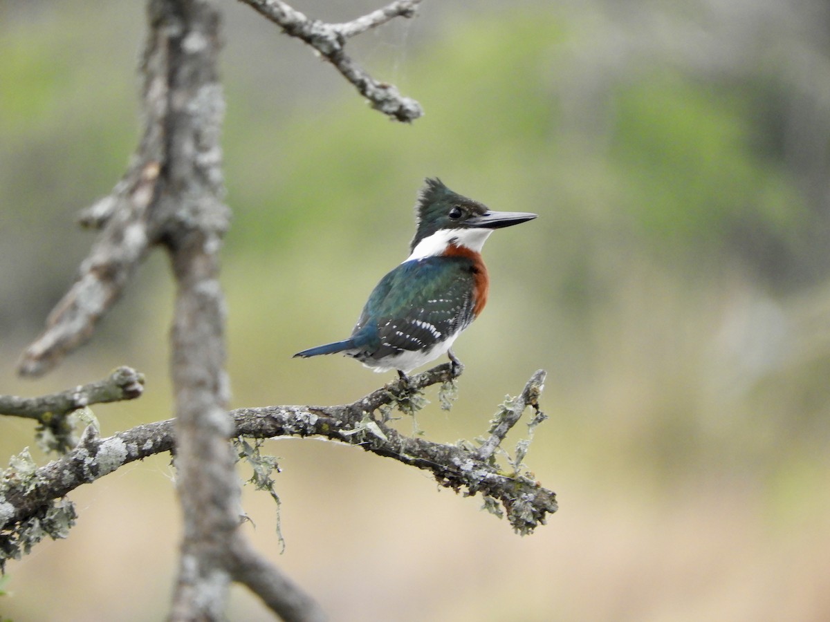 Green Kingfisher - ML620200792