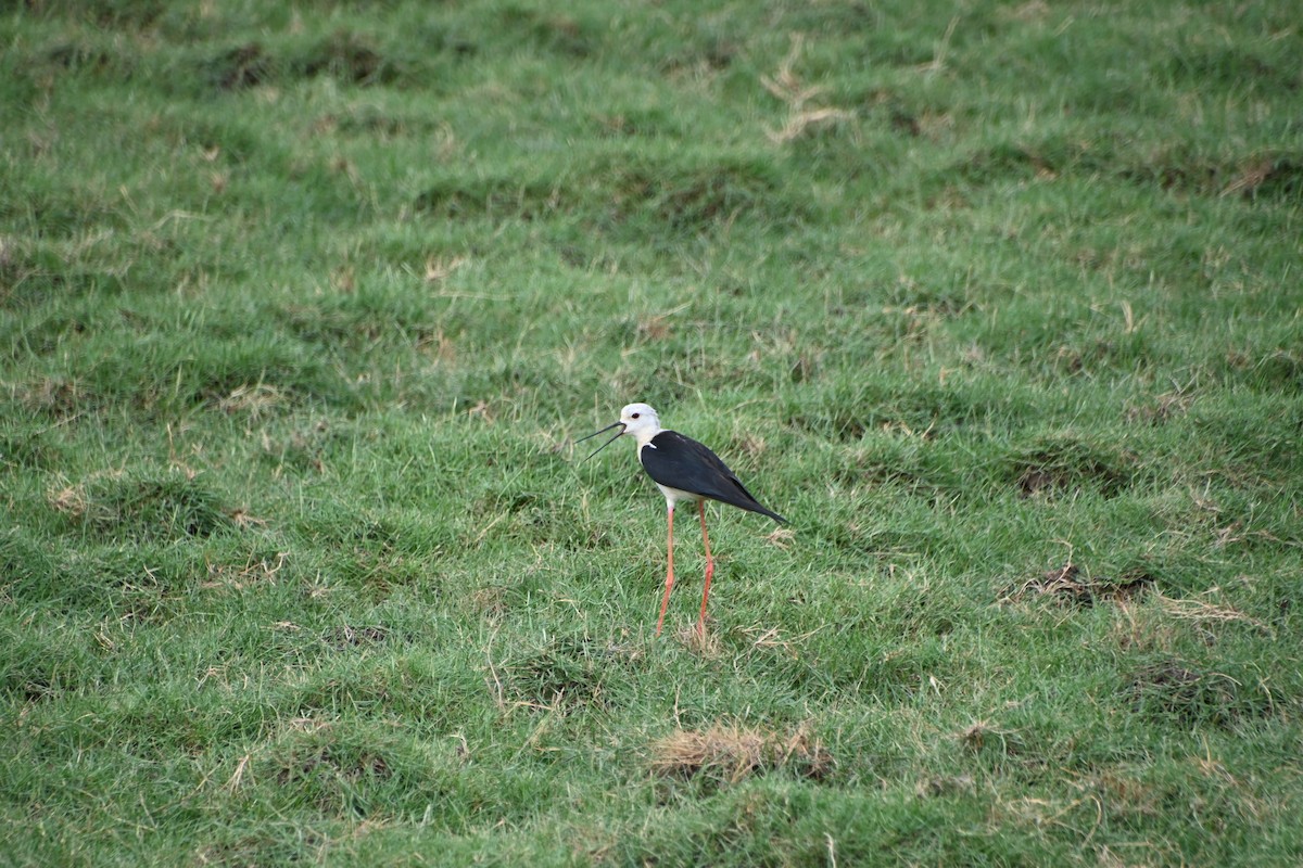 Black-winged Stilt - ML620200801