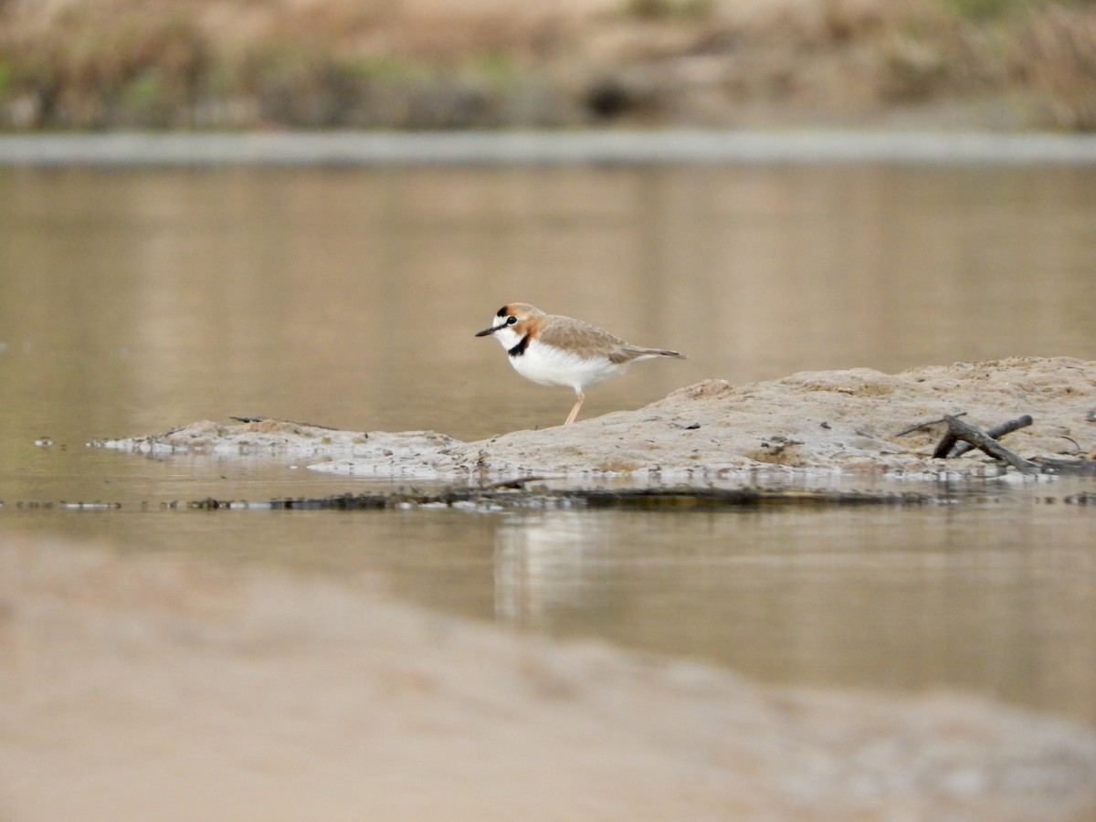 Collared Plover - ML620200820