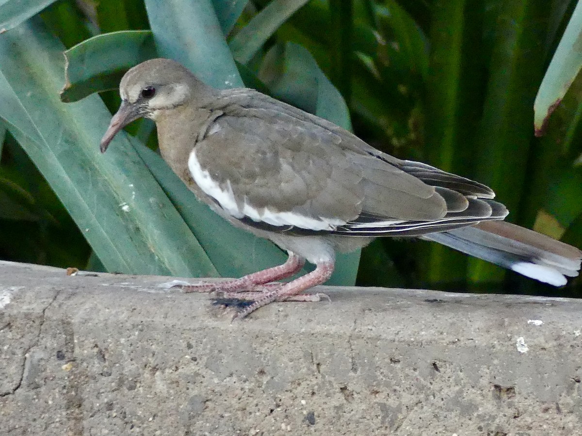 White-winged Dove - ML620200829