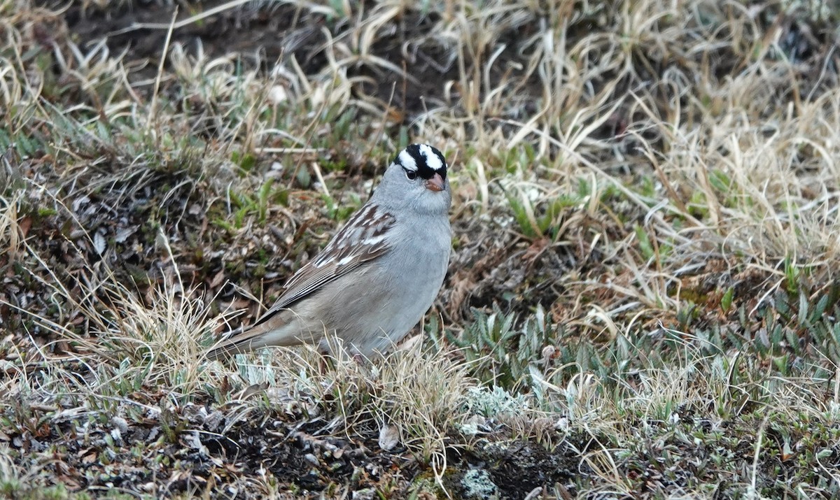 Bruant à couronne blanche - ML620200837