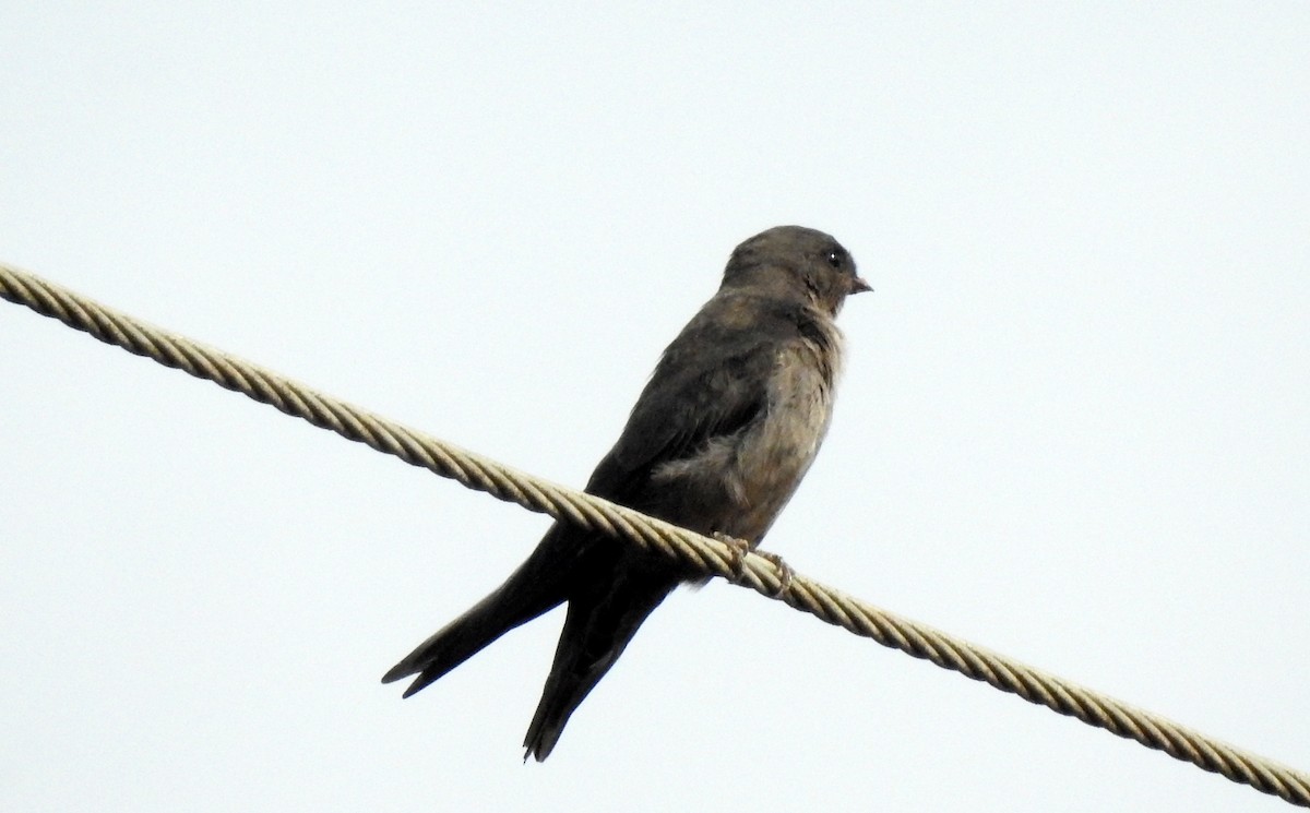 Avión Oscuro - ML620200841