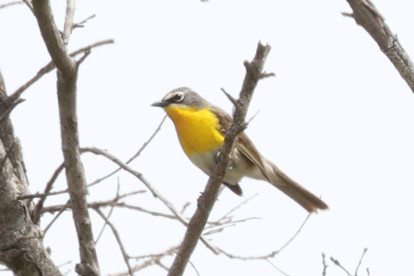 Yellow-breasted Chat - ML620200847