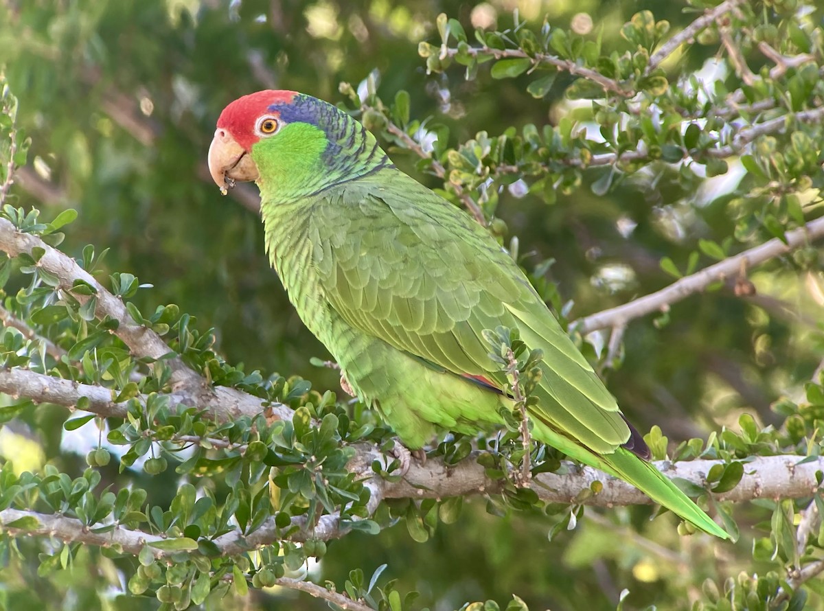 Red-crowned Parrot - ML620200849