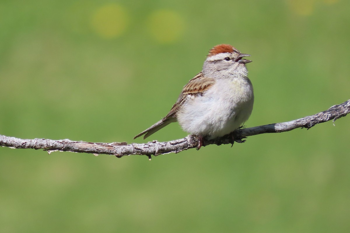 Chipping Sparrow - ML620200852