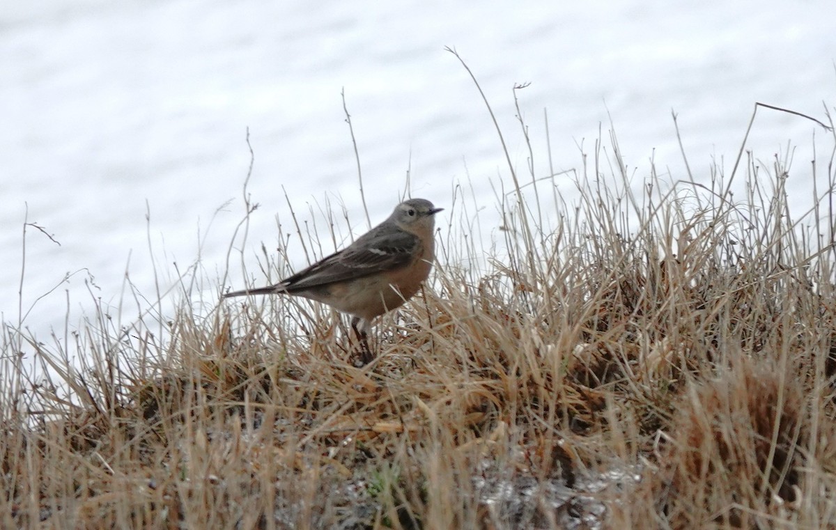 Pipit d'Amérique - ML620200853