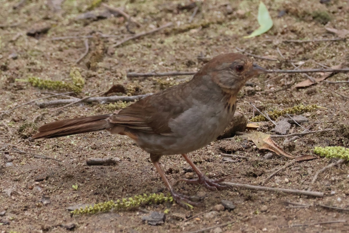 California Towhee - ML620200860