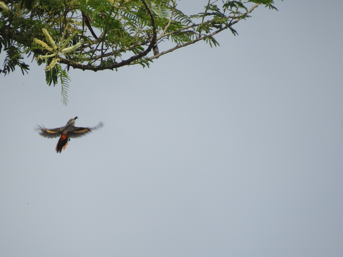 Minivet oranor - ML620200863