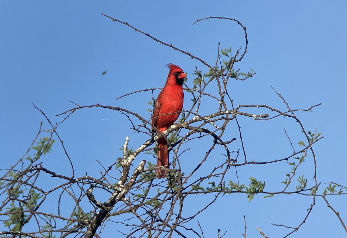 Cardinal rouge - ML620200864