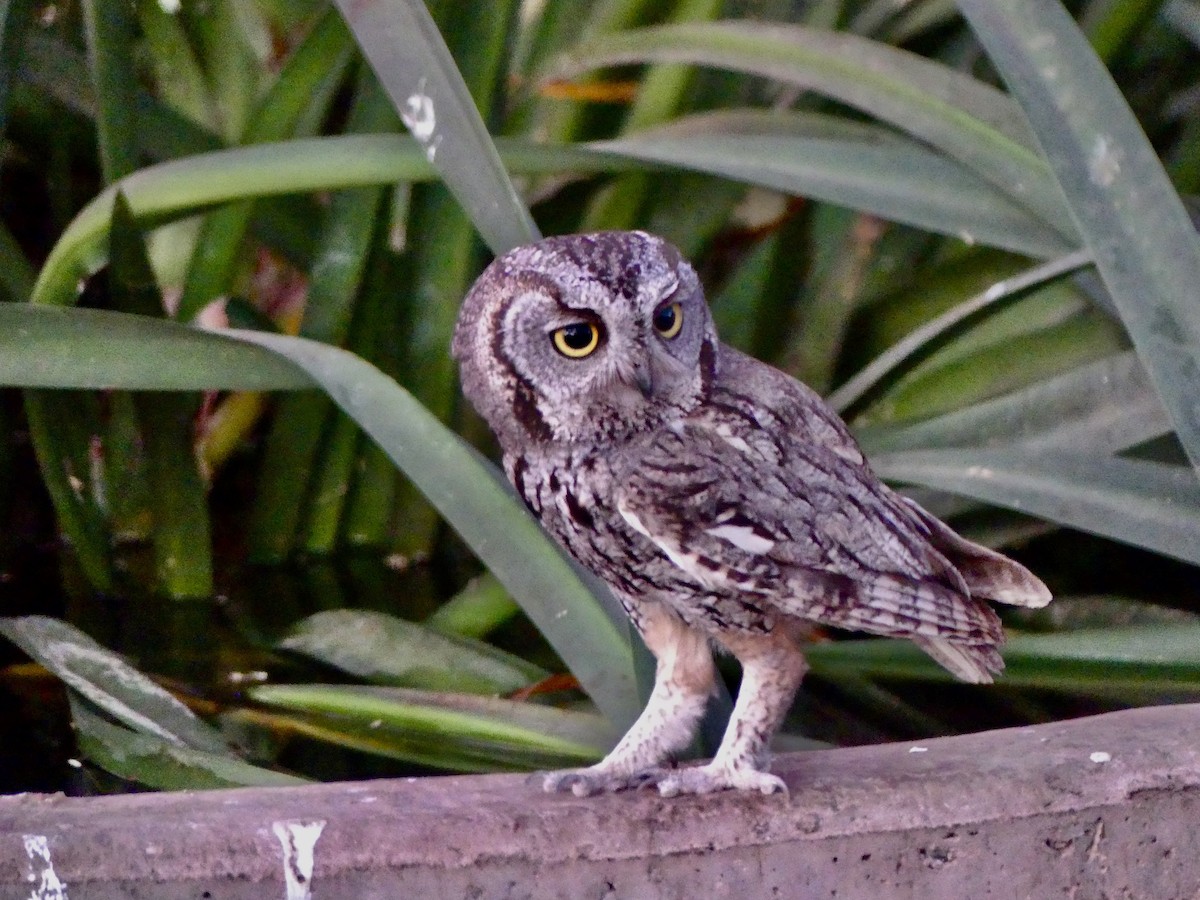 Western Screech-Owl - ML620200865